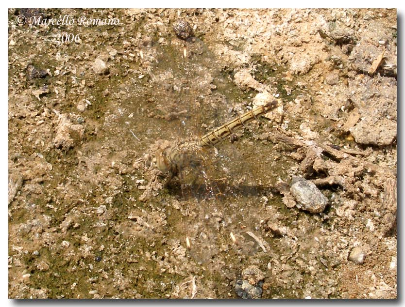 Brachythemis leucosticta: unimmigrazione a lieto fine